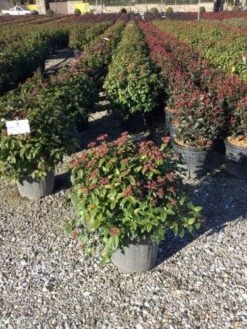 Sneeuwbal Als Bolvorm (Viburnum Tinus 'Eve Price') -Groene Boom Winkel 4050