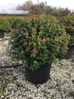 Sneeuwbal Als Bolvorm (Viburnum Tinus 'Eve Price') -Groene Boom Winkel 6070
