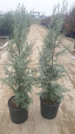 Cipres (Cupressus Arizonica 'Glauca') -Groene Boom Winkel 94d98ecf eeaf 4488 bd36 6b6bea13f39a