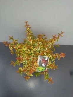 Abelia (Abelia Grandiflora 'Kaleidoscope') -Groene Boom Winkel abelia gr. kaleidoscope