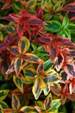 Abelia (Abelia Grandiflora 'Kaleidoscope') -Groene Boom Winkel abgkale abelia kaleidoscope close up foliage