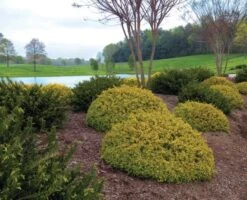 Abelia (Abelia Grandiflora 'Kaleidoscope') -Groene Boom Winkel abgkale abelia kaleidoscope garden 2