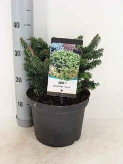 Dwerg Balsemden (Abies Balsamea 'Nana') -Groene Boom Winkel abies balsemea nana c5 m