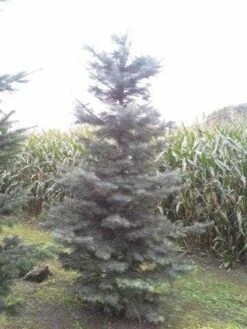 Colorado Zilverspar (Abies Concolor) -Groene Boom Winkel abies concolor 300 350