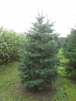 Colorado Zilverspar (Abies Concolor) -Groene Boom Winkel abies concolor 300 350 1