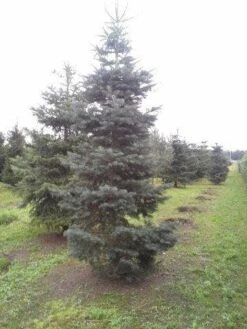 Colorado Zilverspar (Abies Concolor) -Groene Boom Winkel abies concolor 300 350 2
