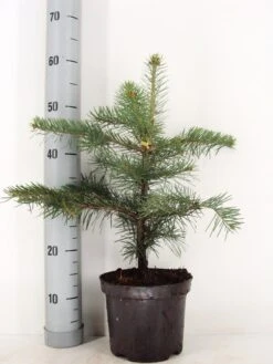 Colorado Zilverspar (Abies Concolor) -Groene Boom Winkel abies concolor c3 m