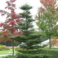 Koreaanse Zilverspar (Abies Koreana) -Groene Boom Winkel abies koreana 1