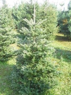 Koreaanse Zilverspar (Abies Koreana) -Groene Boom Winkel abies koreana 125 150 1