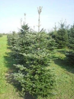Koreaanse Zilverspar (Abies Koreana) -Groene Boom Winkel abies koreana 175 200