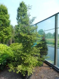 Koreaanse Zilverspar (Abies Koreana) -Groene Boom Winkel abies koreana 200 250