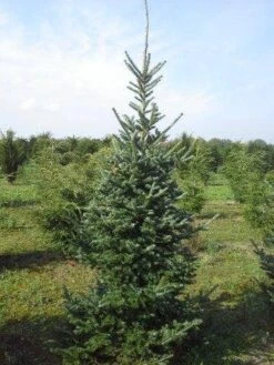 Koreaanse Zilverspar (Abies Koreana) -Groene Boom Winkel abies koreana 200 250 1