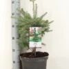 Koreaanse Zilverspar (Abies Koreana) -Groene Boom Winkel abies koreana c5 m