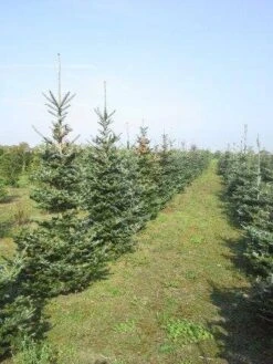 Koreaanse Zilverspar (Abies Koreana) -Groene Boom Winkel abies koreana diverse