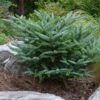 Koreaanse Zilverspar (Abies Koreana 'Silberlocke') -Groene Boom Winkel abies koreana silberlocke