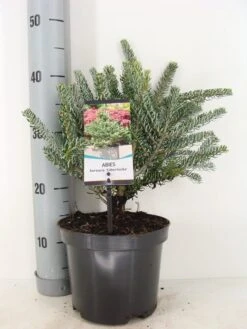 Koreaanse Zilverspar (Abies Koreana 'Silberlocke') -Groene Boom Winkel abies koreana silberlocke c3 m 2