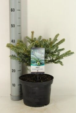 Koreaanse Zilverspar (Abies Koreana 'Silberlocke') -Groene Boom Winkel abies koreana silberlocke c5 m 2