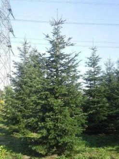 Nordmann-spar (Abies Nordmanniana) -Groene Boom Winkel abies nordmaniana 550
