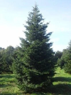 Nordmann-spar (Abies Nordmanniana) -Groene Boom Winkel abies nordmaniana 550 1