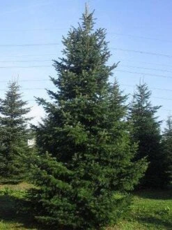 Nordmann-spar (Abies Nordmanniana) -Groene Boom Winkel abies nordmaniana 650