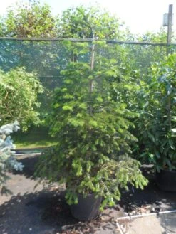 Nordmann-spar (Abies Nordmanniana) -Groene Boom Winkel abies nordmanniana 150 175 200