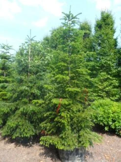 Nordmann-spar (Abies Nordmanniana) -Groene Boom Winkel abies nordmanniana 250 300