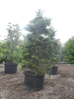 Nordmann-spar (Abies Nordmanniana) -Groene Boom Winkel abies nordmanniana 350 400 c750