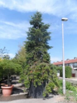 Nordmann-spar (Abies Nordmanniana) -Groene Boom Winkel abies nordmanniana 400 500 c1500