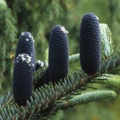 Koreaanse Zilverspar (Abies Koreana) -Groene Boom Winkel abkorean 6
