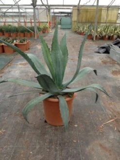 Agave (Agave Americana) -Groene Boom Winkel agave americana c12
