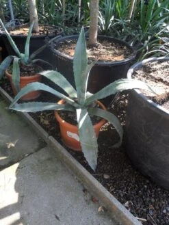 Agave (Agave Americana) -Groene Boom Winkel agave americana c20 40 60