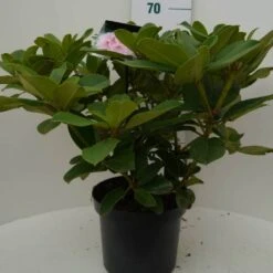 Rhododendron (Rhododendron 'Albert Schweitzer') -Groene Boom Winkel albert schweitzer c7.5 voor