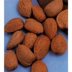 Amandelboom (Prunus Dulcis) 13 Amandelboom (Prunus Dulcis) -Groene Boom Winkel amandelboom prunus dulcis robijn prunus dulcis robijn amandel 8f2