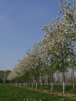 Krent Als Boom (Amelanchier Lamarckii) -Groene Boom Winkel amelanchier lamarckii s 18 20 25 bloesem