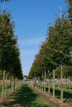 Krentenboom (Amelanchier Arborea 'Robin Hill') 10 Krentenboom (Amelanchier Arborea 'Robin Hill') -Groene Boom Winkel amelanchier arborea robin hill 20 25 30 oc 2