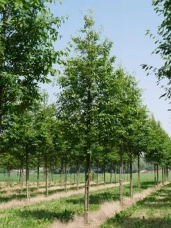 Krentenboom (Amelanchier Arborea 'Robin Hill') 7 Krentenboom (Amelanchier Arborea 'Robin Hill') -Groene Boom Winkel amelanchier arborea robin hill 25 30 oc 2