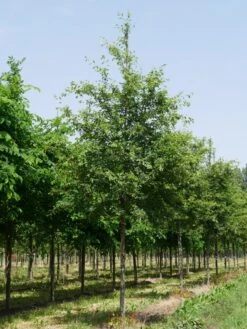 Krent Als Boom (Amelanchier Lamarckii) -Groene Boom Winkel amelanchier lamarckii s 20 25