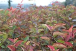 Krentenboom Als Struik (Amelanchier Lamarckii) -Groene Boom Winkel amelanchier lamarckii 2 1