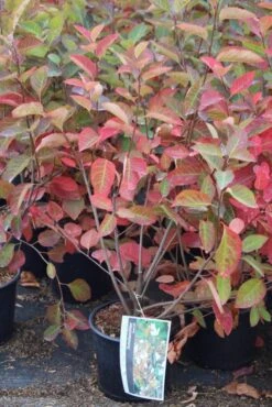 Krentenboom Als Struik (Amelanchier Lamarckii) -Groene Boom Winkel amelanchier lamarckii 3 1