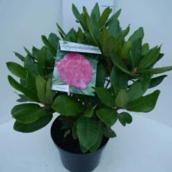 Rhododendron (Rhododendron 'American Beauty') -Groene Boom Winkel american beauty c5 zij
