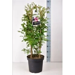 Klimroos (Rosa 'Anna's Pink Rambler') -Groene Boom Winkel annaspinkrambler02