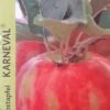 Appelboom (Malus Domestica 'Karneval') 4 Appelboom (Malus Domestica 'Karneval') -Groene Boom Winkel appel 2