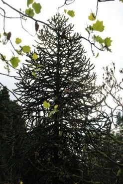 Apeboom (Araucaria Araucana) -Groene Boom Winkel araucaria araucana