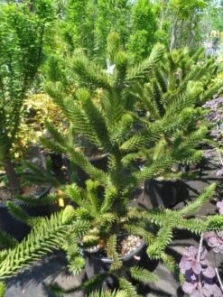 Apeboom (Araucaria Araucana) -Groene Boom Winkel araucaria araucana 100 125 150