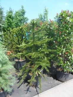 Apeboom (Araucaria Araucana) -Groene Boom Winkel araucaria araucana 150 175