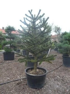 Apeboom (Araucaria Araucana) -Groene Boom Winkel araucaria araucana 225 250