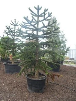 Apeboom (Araucaria Araucana) -Groene Boom Winkel araucaria araucana 275 300
