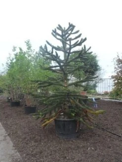 Apeboom (Araucaria Araucana) -Groene Boom Winkel araucaria araucana 275 300 2