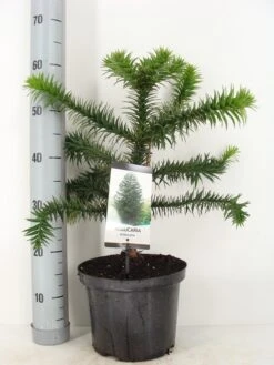 Apeboom (Araucaria Araucana) -Groene Boom Winkel araucaria araucana 30 40 c5 m 1