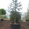 Apeboom (Araucaria Araucana) -Groene Boom Winkel araucaria araucana 300 325